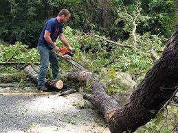 How Our Tree Care Process Works  in  Coweta, OK